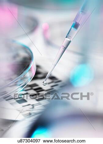DNA sample being pipetted into petri dish with DNA gel in background View Large Photo Image Stock Photo - DNA sample being pipetted into petri dish with DNA gel in background. Fotosearch