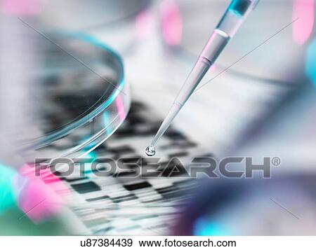 DNA sample being pipetted into petri dish with DNA gel in background View Large Photo Image Stock Photo - DNA sample being pipetted into petri dish with DNA gel in background. Fotosearch