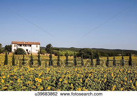 Stock Image - Field of sunflowers in front of farmhouse, Tuscany, Italy. Fotosearch
