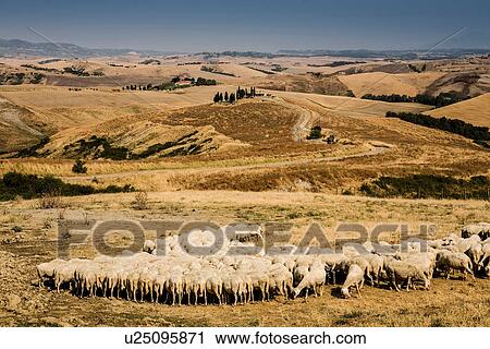 Flock of sheep feeding in Tuscan field, Italy View Large Photo Image Stock Image - Flock of sheep feeding in Tuscan field, Italy. Fotosearch