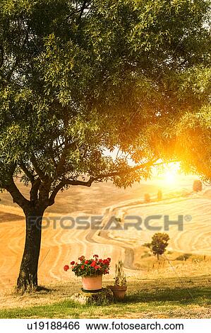 Stock Photograph - Flower pots and tree in Tuscan landscape, Italy. Fotosearch