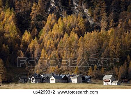 Stock Image - Forest village in Alp Devero, Alpi, Piedmont, Italy. Fotosearch