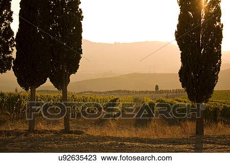 Grapevines and cypress trees, Tuscany, Italy View Large Photo Image Stock Image - Grapevines and cypress trees, Tuscany, Italy. Fotosearch