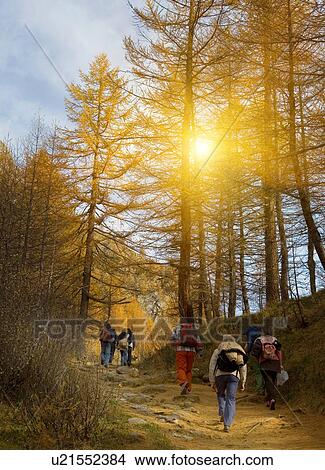Picture - Group of mature and senior men and women hiking in forest. Fotosearch