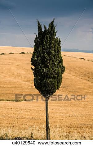 Lone cypress tree in Tuscan landscape, Italy View Large Photo Image Stock Image - Lone cypress tree in Tuscan landscape, Italy. Fotosearch