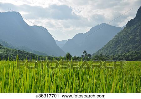 Stock Image - Paddy field, Laos. Fotosearch