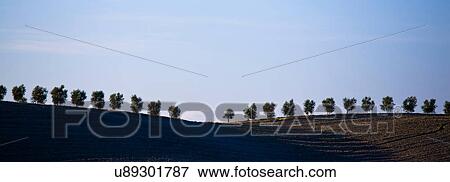 Stock Photo - Panoramic of ploughed fields and cypress trees, Tuscany, Italy. Fotosearch