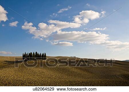 Stock Photo - Ploughed fields and cypress trees, Tuscany, Italy. Fotosearch