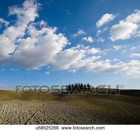Ploughed fields with cypress trees, Tuscany, Italy View Large Photo Image Stock Photograph - Ploughed fields with cypress trees, Tuscany, Italy. Fotosearch