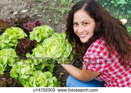 Portrait of young woman holding cabbage in allotment View Large Photo Image Stock Image - Portrait of young woman holding cabbage in allotment. Fotosearch