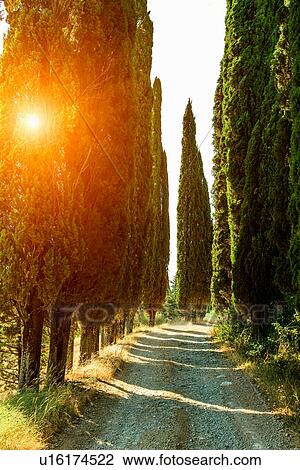 Stock Image - Rural road lined with cypress trees, Tuscany, Italy. Fotosearch