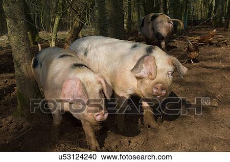 Stock Image - Three pigs walking in mud on farm. Fotosearch