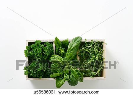 Window box of growing salad leaves View Large Photo Image Stock Image - Window box of growing salad leaves. Fotosearch