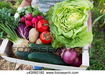 Woman holding box of fresh vegetables in allotment View Large Photo Image Stock Image - Woman holding box of fresh vegetables in allotment. Fotosearch