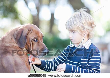 Boy using stethoscope on pet dog View Large Photo Image Stock Photo - Boy using stethoscope on pet dog. Fotosearch