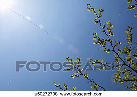 Stock Photo - Branches of young green leaves on sunny day. Fotosearch