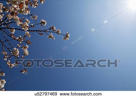 Stock Photo - Cherry blossom against blue sunny sky. Fotosearch