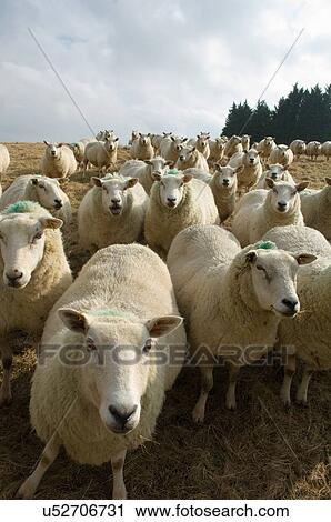 Close up of flock of sheep View Large Photo Image Stock Image - Close up of flock of sheep. Fotosearch