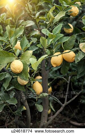 Close up of lemon tree in Chieti, Abruzzo, Italy View Large Photo Image Picture - Close up of lemon tree in Chieti, Abruzzo, Italy. Fotosearch
