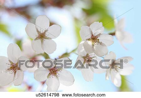 Close up of white cherry blossom, prunus serrulata View Large Photo Image Stock Photo - Close up of white cherry blossom, prunus serrulata. Fotosearch