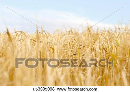 Corn field, close up View Large Photo Image Stock Photo - Corn field, close up. Fotosearch
