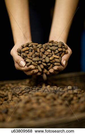 Cupped hands with handful of cocoa beans View Large Photo Image Stock Photo - Cupped hands with handful of cocoa beans. Fotosearch
