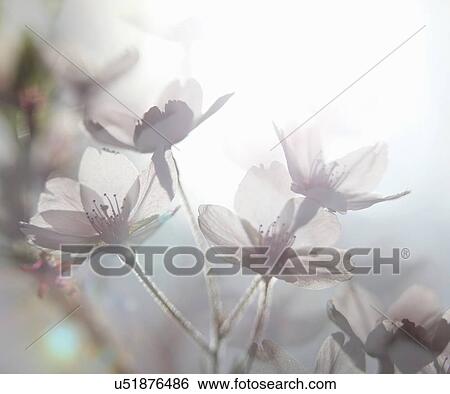 Ethereal shot of white cherry blossom, prunus serrulata View Large Photo Image Stock Photograph - Ethereal shot of white cherry blossom, prunus serrulata. Fotosearch