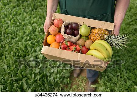 Farmer carrying organic fruit in box for delivery, close up View Large Photo Image Picture - Farmer carrying organic fruit in box for delivery, close up. Fotosearch