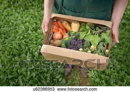 Stock Image - Farmer carrying organic vegetables in box for delivery, close up. Fotosearch