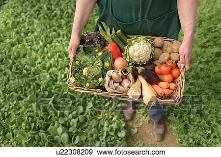 Farmer carrying organic vegetables in box for delivery, close up View Large Photo Image Stock Photo - Farmer carrying organic vegetables in box for delivery, close up. Fotosearch