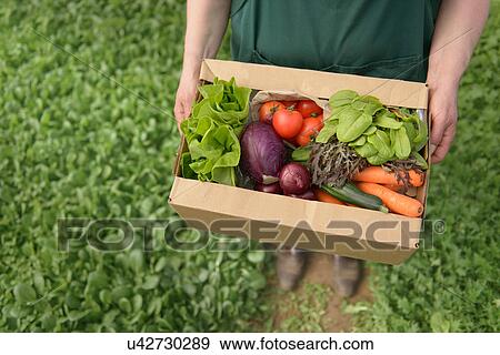 Farmer carrying organic vegetables in box for delivery, close up View Large Photo Image Stock Photo - Farmer carrying organic vegetables in box for delivery, close up. Fotosearch