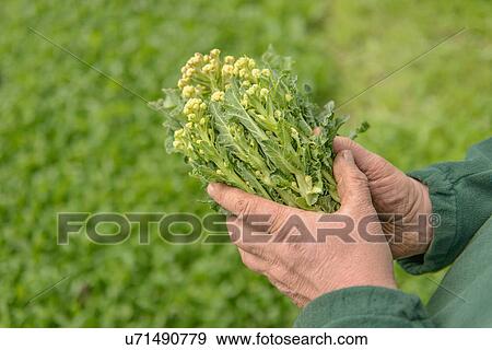 Stock Photo - Farmer inspecting organic white sprouting broccoli, close up. Fotosearch