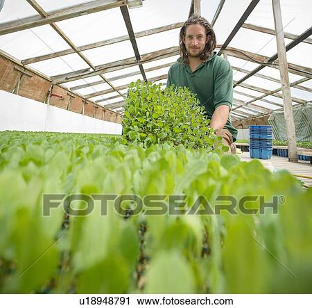 Stock Image - Farmer planting seedlings in polytunnel on organic farm. Fotosearch