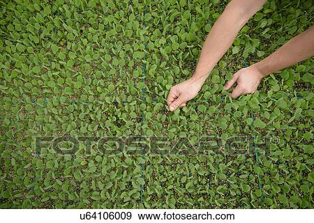 Farmer planting seedlings on organic farm, close up View Large Photo Image Stock Photo - Farmer planting seedlings on organic farm, close up. Fotosearch