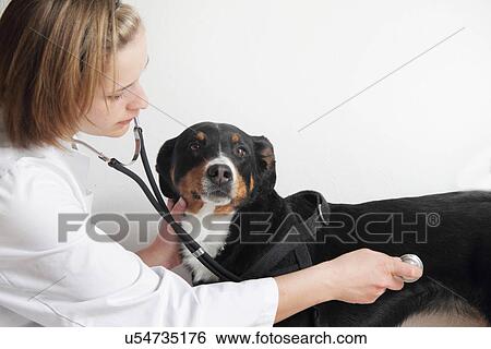 Female veterinarian examining dogs chest View Large Photo Image Stock Photograph - Female veterinarian examining dogs chest. Fotosearch