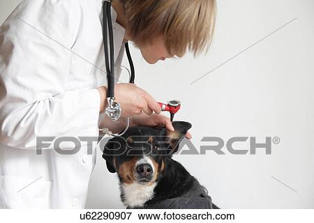 Stock Photo - Female veterinarian examining dogs ear. Fotosearch