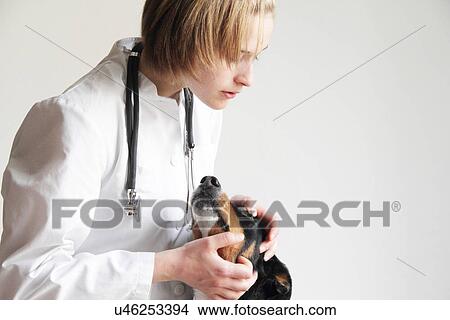 Picture - Female veterinarian examining dogs eye. Fotosearch
