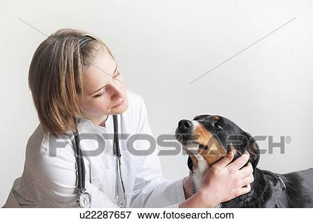 Stock Photo - Female veterinarian examining dogs face. Fotosearch