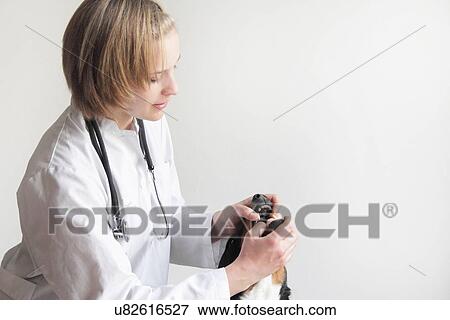 Stock Photo - Female veterinarian examining dogs mouth. Fotosearch