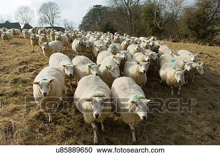 Flock of sheep View Large Photo Image Stock Image - Flock of sheep. Fotosearch