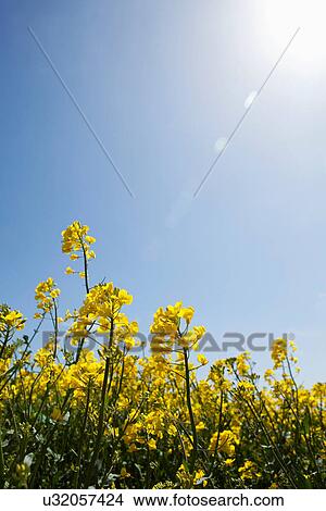 Gorse on sunny day View Large Photo Image Picture - Gorse on sunny day. Fotosearch