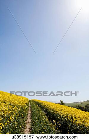 Stock Photo - Long exposure shot of wild flowers. Fotosearch