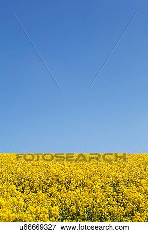 Long exposure shot of yellow gorse View Large Photo Image Stock Photo - Long exposure shot of yellow gorse. Fotosearch