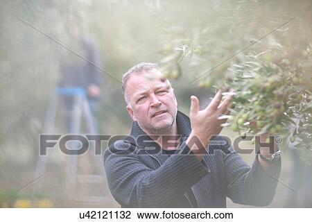 Stock Image - Man picking olives in olive grove. Fotosearch