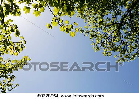 Maple leaves on hot summer day View Large Photo Image Picture - Maple leaves on hot summer day. Fotosearch