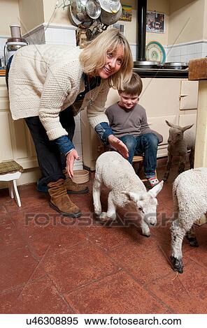 Mature woman and son watching lambs in rustic kitchen View Large Photo Image Stock Photography - Mature woman and son watching lambs in rustic kitchen. Fotosearch