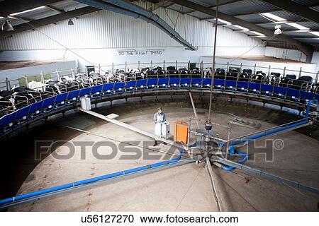 Milking machine in dairy farm View Large Photo Image Stock Image - Milking machine in dairy farm. Fotosearch