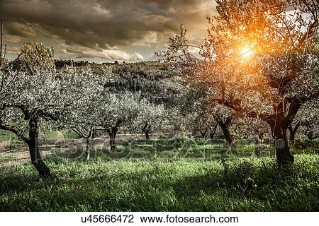 Olive trees in Chieti, Abruzzo, Italy View Large Photo Image Stock Image - Olive trees in Chieti, Abruzzo, Italy. Fotosearch