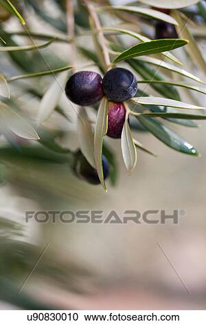 Stock Image - Olives growing on plant in olive grove, close up. Fotosearch
