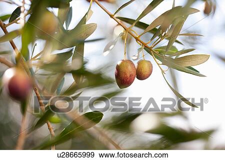 Olives growing on plant in olive grove, close up View Large Photo Image Stock Photo - Olives growing on plant in olive grove, close up. Fotosearch